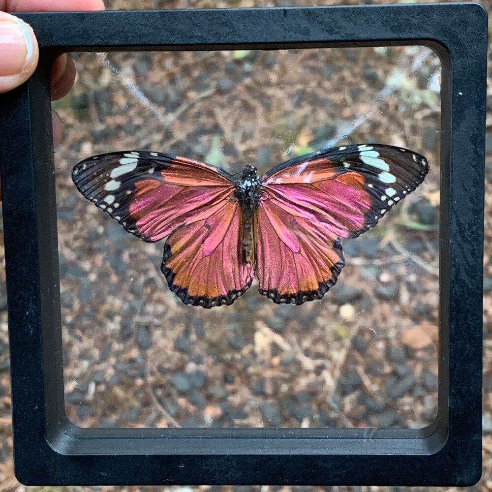 Sugarlight Real Butterfly - Picture 10 of 10